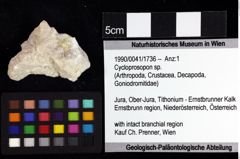 Foto (Objket + Etiketten) von Mesoparapylocheles sp. 